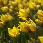 Tulipa sylvestris