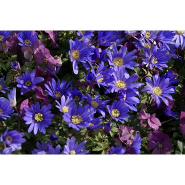 Anemone blanda 'Blue Shades' -grootverbruik-