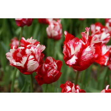 Tulipa 'Estella Rijnveld'