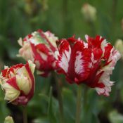 Tulipa 'Estella Rijnveld'