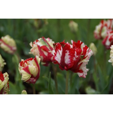 Tulipa 'Estella Rijnveld'