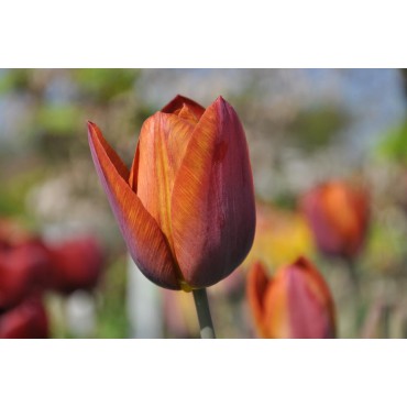 Tulipa 'Madras'