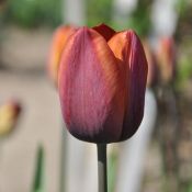 Tulipa 'Madras'