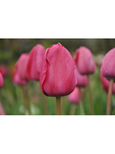 Tulipa 'Melva'