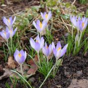 Crocus tommasinianus -grootverbruik-