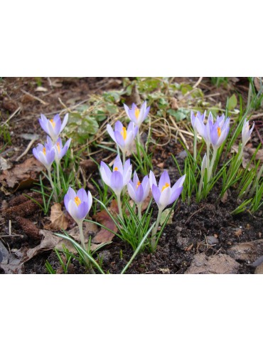 Crocus tommasinianus -grootverbruik-