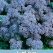 Ageratum mexicanum 'Blue Mink'