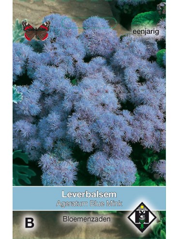 Ageratum mexicanum 'Blue Mink'