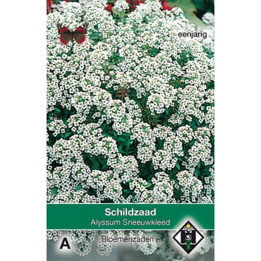 Alyssum maritimum 'Sneeuwkleed'