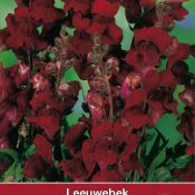 Antirrhinum majus nanum 'Black Prince'