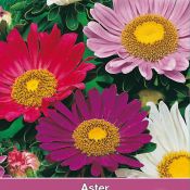 Aster chinensis 'Surpresso'