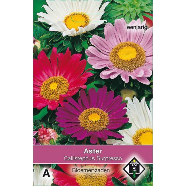 Aster chinensis 'Surpresso'