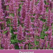 Agastache hybrida 'Arcado Pink'