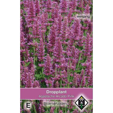 Agastache hybrida 'Arcado Pink'