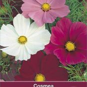 Cosmos bipinnatus 'Sensation'