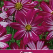 Cosmos bipinnatus 'Cosimo Red-White'