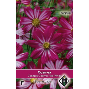 Cosmos bipinnatus 'Cosimo Red-White'