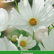 Cosmos bipinnatus 'Vega wit'