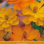 Cosmos sul. 'Klondike Bright Lights'