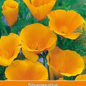 Eschscholzia cal. 'Orange King'