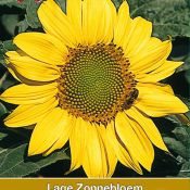 Helianthus a. 'Zebulon'