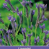 Lavandula multifida 'Spanish Eyes'