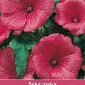 Lavatera trimestris 'Ruby Regis'