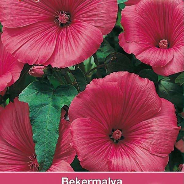 Lavatera trimestris 'Ruby Regis'