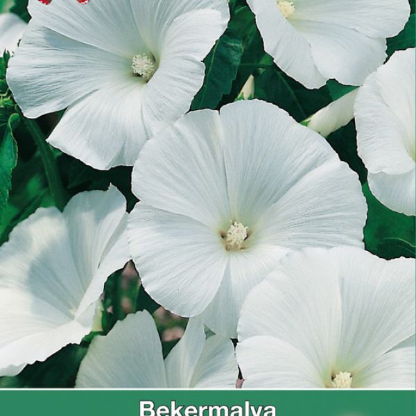 Lavatera trimestris 'Mont Blanc'