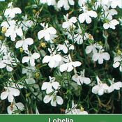 Lobelia erinus 'White Lady'