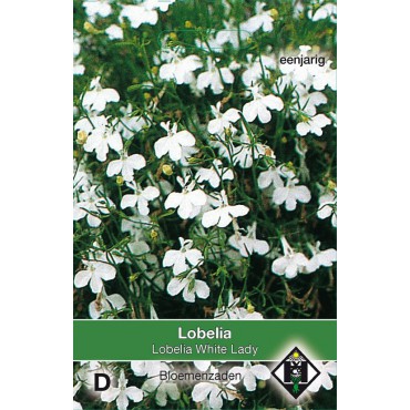 Lobelia erinus 'White Lady'