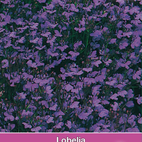 Lobelia erinus 'Keizer Wilhelm'