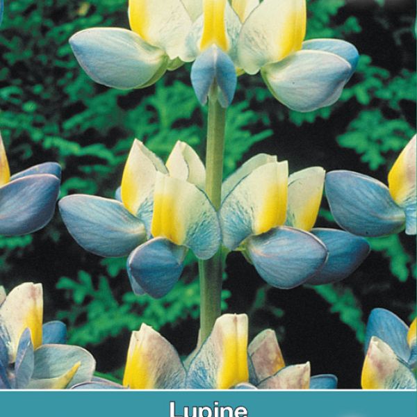 Lupine cruickshankii 'Sunrise'