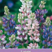 Lupinus hartwegii 'Pixie Delight'