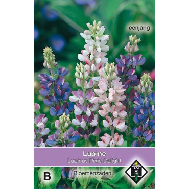 Lupinus hartwegii 'Pixie Delight'