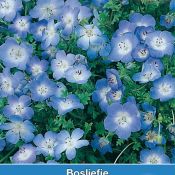 Nemophila menziesii 'Baby Blue Eyes'