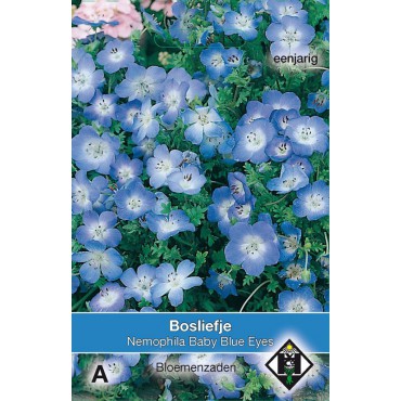 Nemophila menziesii 'Baby Blue Eyes'