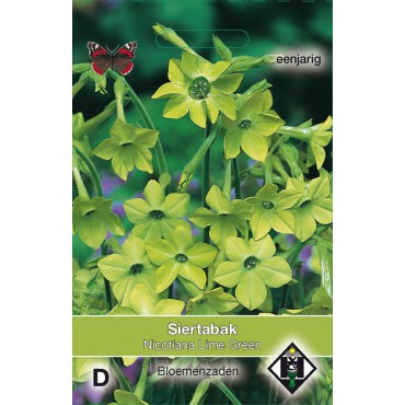 Nicotiana alata 'Lime Green'