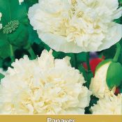 Papaver paeoniflorum 'Cream Paeony'