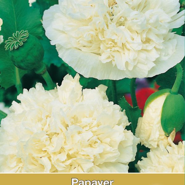 Papaver paeoniflorum 'Cream Paeony'