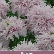 Papaver somniferum 'Lilac Pompom'