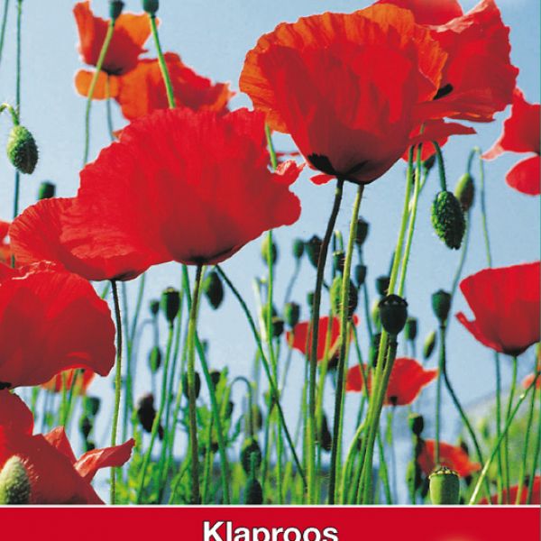 Papaver rhoeas