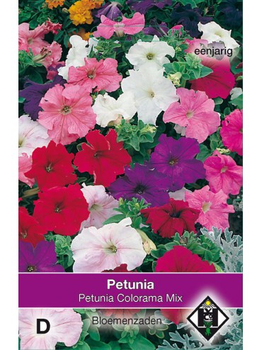 Petunia nana compacta 'Colorama Mix'