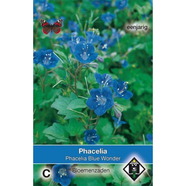 Phacelia campanularia 'Blue Wonder'