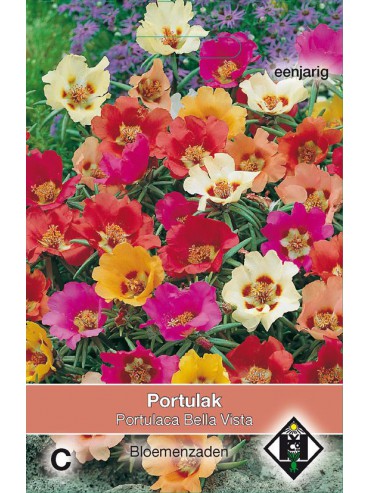 Portulaca grandiflora 'Bella Vista Mix'