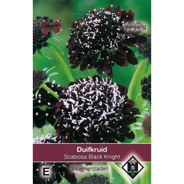 Scabiosa atropurpurea Black Knight