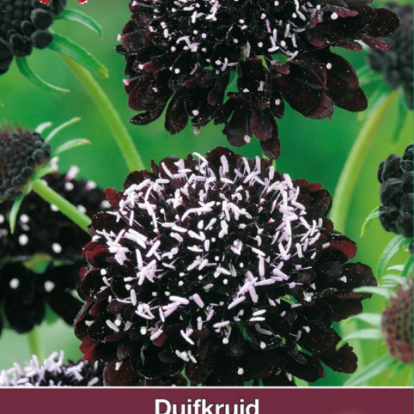 Scabiosa atropurpurea Black Knight