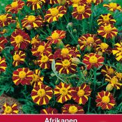 Tagetes patula nana 'Mr. Majestic'