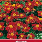 Tagetes patula nana 'Favorite Red'