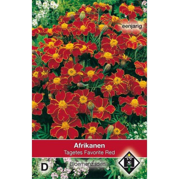 Tagetes patula nana 'Favorite Red'